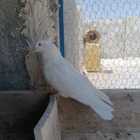 کبوتر سینه ای ، کاشونی
