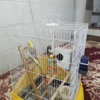 عروس،هلندی