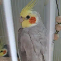 عروس هلندی نر