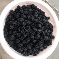 تمشک تازه چین