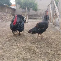 بوقلمون