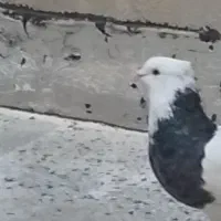 طوقی نر خیلی خوب