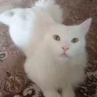 گربه فروشی