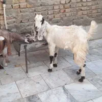 فروش گوسفند