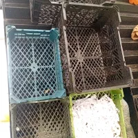 سبد میوه