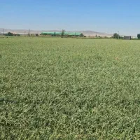 کاشت سیر شراکتی با کشاورز باتجربه