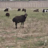 گوسفندزنده ۵۵۰