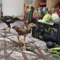 مرغ و خروس لاری