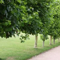 باغشهر جاده صدرا