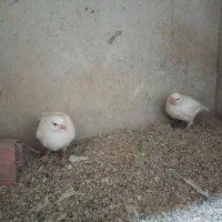پرنده