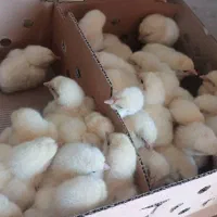 جوجه گوشتی فقط ۳۳هزار تومان