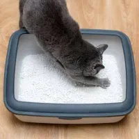 خاک بستر گربه حمایتی