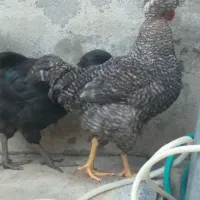 دو عدد خروس نسل دار آمریکای لهستانی همراه با قفس