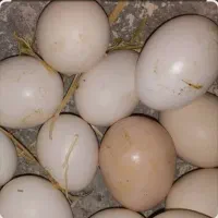 فروش تخم مرغ گلین