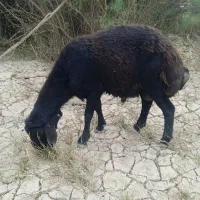 قوچ افشار