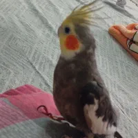 گمشده