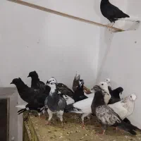 جوجه کفتر پرشی
