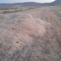 کاه گندم  کاه کوب  کیلوی ۸
