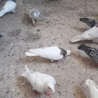 کبوتر