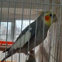 عروس هلندی|پرنده|رشت, کوی حسینی|دیوار