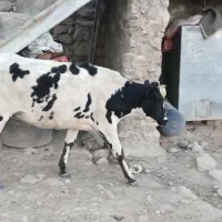گوساله داشتی و کشتی .نژاد هلندی