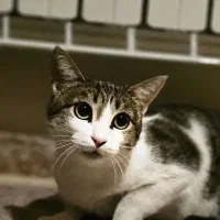 واگذاری گربه ماده عقیم شده ۲ ساله
