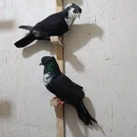 کفتر کبوتر کرباتی افشون دم‌سفید