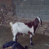 بز آبستن جوان