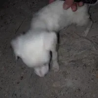 سگ پامر
