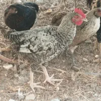 جوجه
