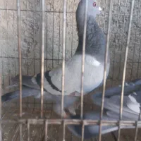 کبوتر