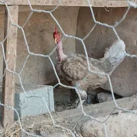 تعدادی مرغ وجوجه