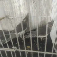 جفت عروس هلندی