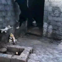 ۱۲ماهه طوله اصلان، روانی