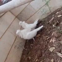 کفتر  دورگ فری