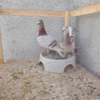 جفت اقون نر و ماده