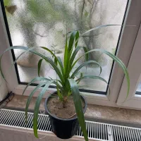 تعدادی گل و گیاه طبیعی