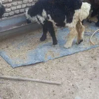 بره ماده داشت