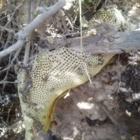 عسل خالص درجه یک