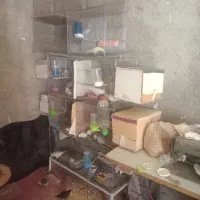 عروس هلندی