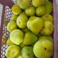 انجیر گلابی درشت و شیرین