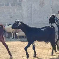 فروش ۹۰راس بز زاییده