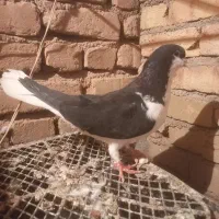 خوشرنگ سیاه ماده