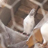 کبوتر معاوضه با عروس و طوطی