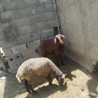 فروشی