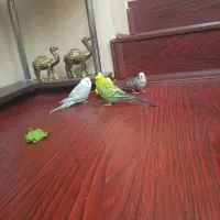 دوجفت مرغ عشق سالم وسرحال