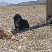 سگ گله ای سگ جو دهن پاک ‌