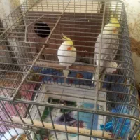 کالا هلندی جفت نر ماده زیبا سخنگو وآواز خوان