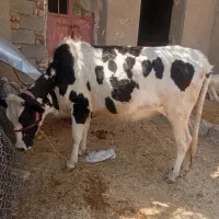 گوساله ماده اصل جنس به فروش می‌رسد