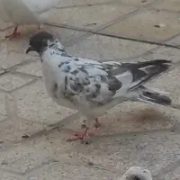 سوسکی پرشی